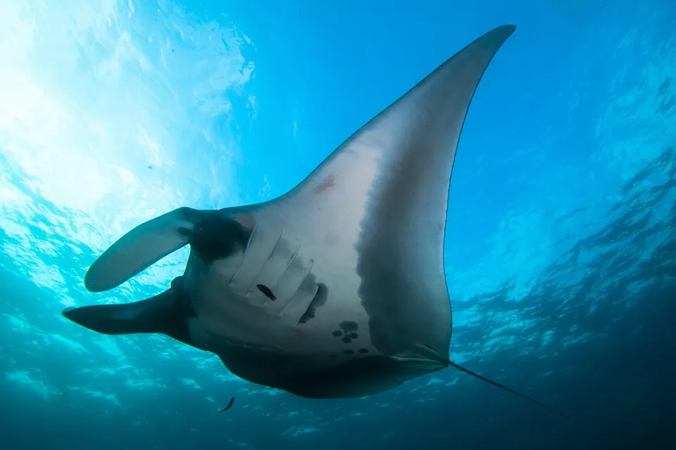 A manta ray gliding through clear blue water